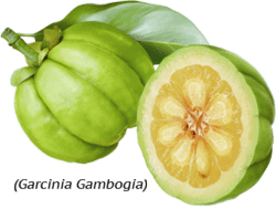 garcinia-cambogia-fruit