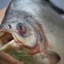 Argentine : une attaque de piranhas fait soixante blessés. odd Piranha Catch